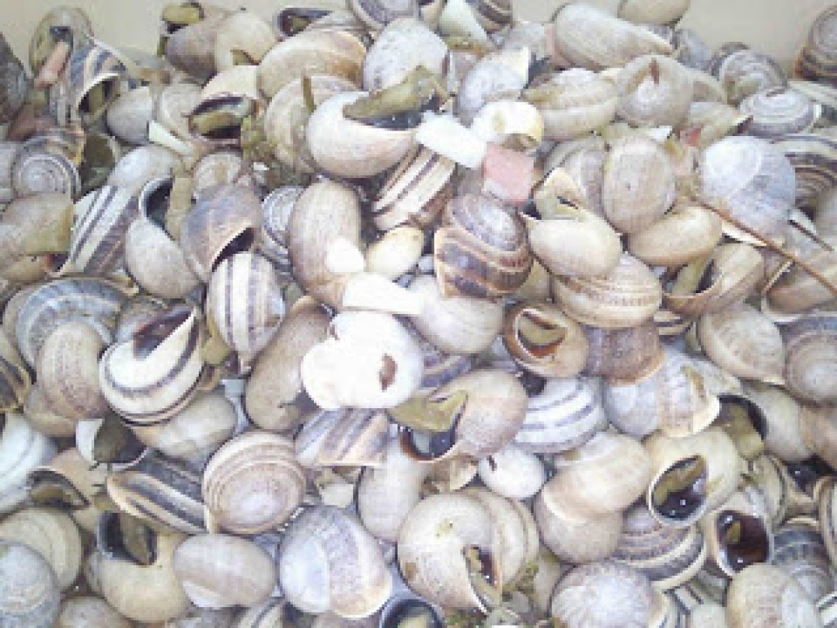 Caracois