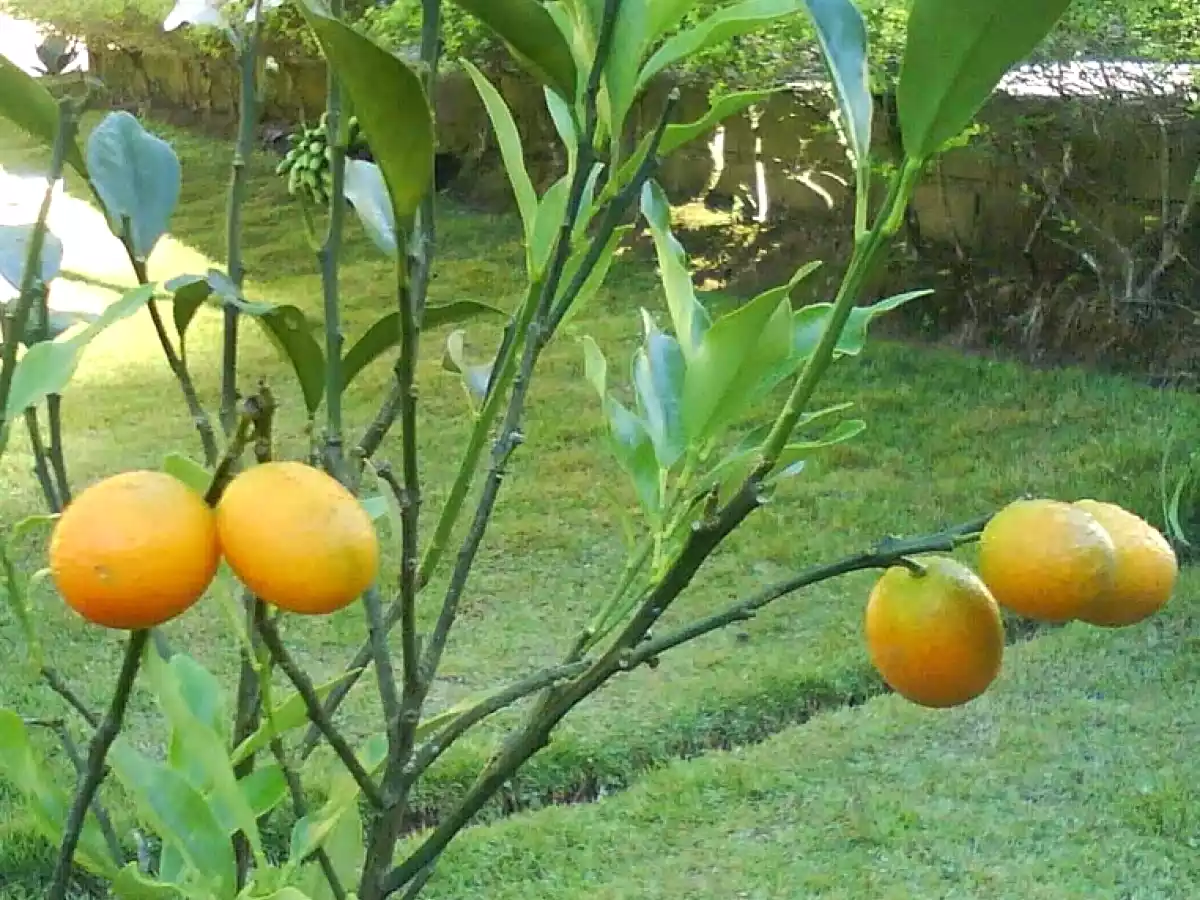 DOCE DE LARANJINHA KINKAN - foto 3