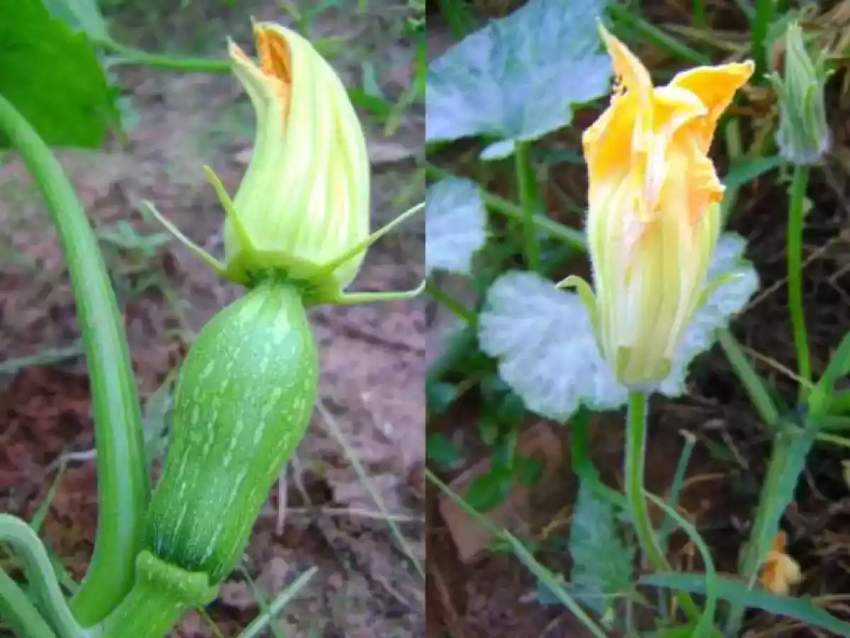 FRITADA DE FLORES DE ABÓBORA E ERVINHAS DA HORTA - foto 4