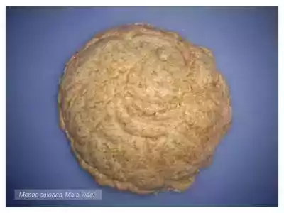 Massa para tartes light