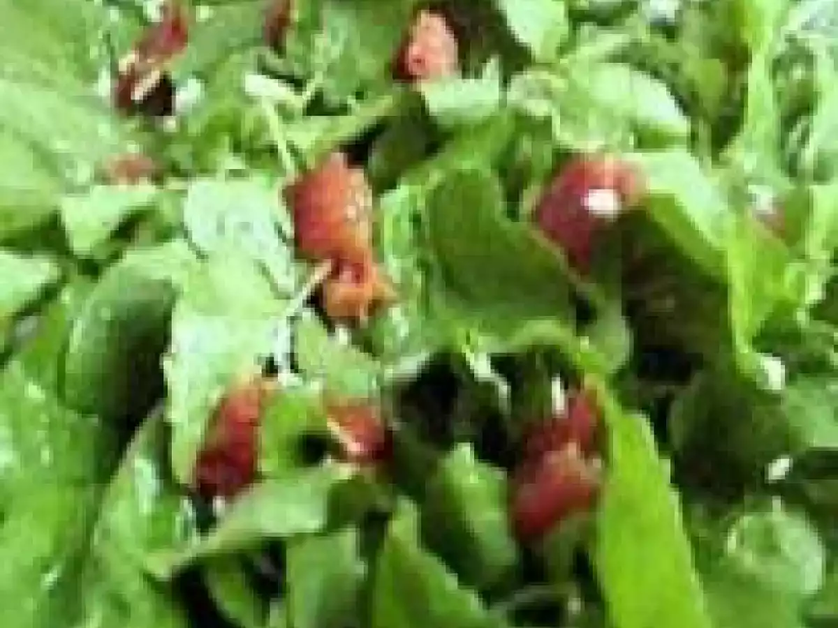 Salada de Rúcula e Tomate Seco